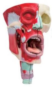 鼻、口、咽喉腔分解模型